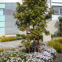 Titoki Tree underplanted with hebe
