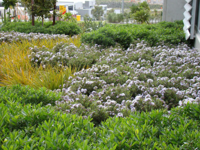 Commercial planting with Native Plants
