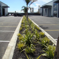 Middle carpark strip with Palms underplanted with Phormium Yellow Wave